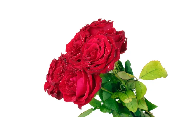 Schöner Strauß roter Rosen isoliert auf weißem Grund — Stockfoto