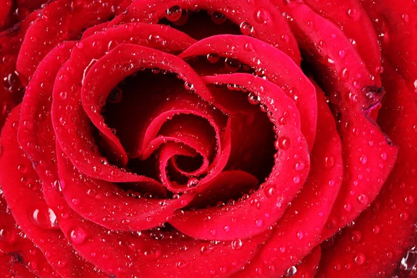 美しい赤いバラが近づいてきました — ストック写真