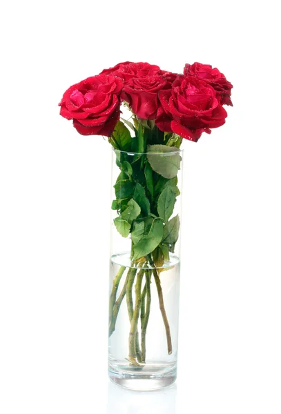 stock image Beautiful red roses in a vase isolated on white