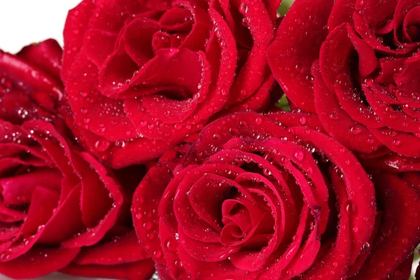 Hermosas rosas rojas de primer plano — Foto de Stock