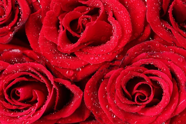 Hermosas rosas rojas de primer plano —  Fotos de Stock