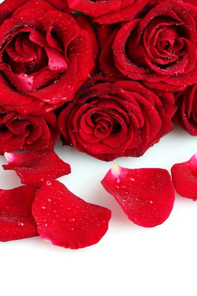 Schöne rote Rosen und Blütenblätter isoliert auf weiß — Stockfoto