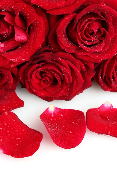 Rosas vermelhas bonitas e pétalas isoladas em branco — Fotografia de Stock