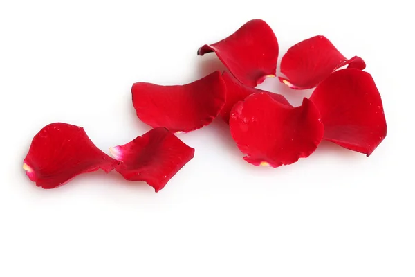 Schöne Blütenblätter roter Rosen isoliert auf weißen — Stockfoto