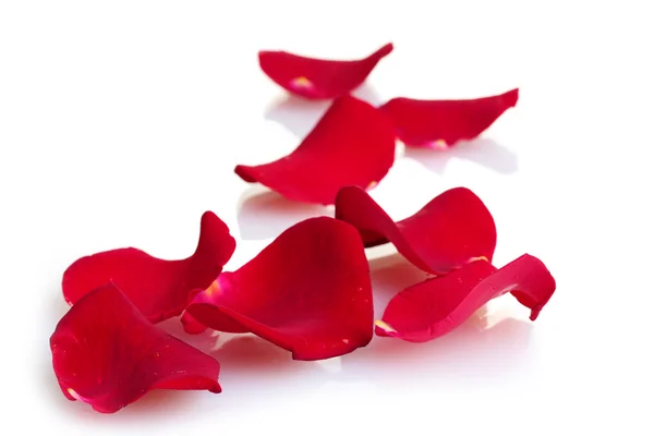 Belas pétalas de rosas vermelhas isoladas em branco — Fotografia de Stock
