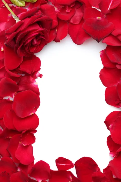 Vackra kronblad av röda rosor och rose isolerad på vit — Stockfoto