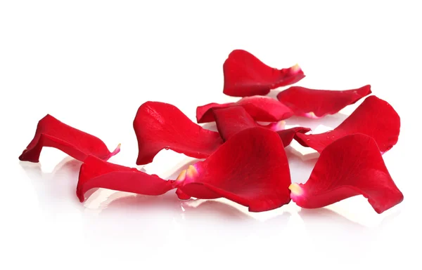 Gyönyörű szirmok vörös rózsák elszigetelt fehér — Stock Fotó