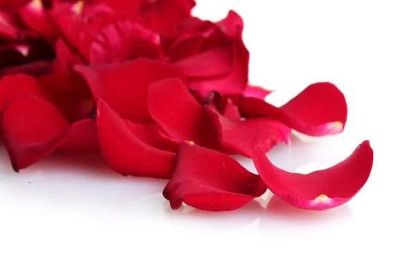 흰색으로 분리 된 아름다운 붉은 장미 꽃잎 — 스톡 사진