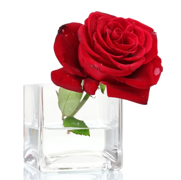 Stock image Beautiful red rose in transparent vase isolated on white