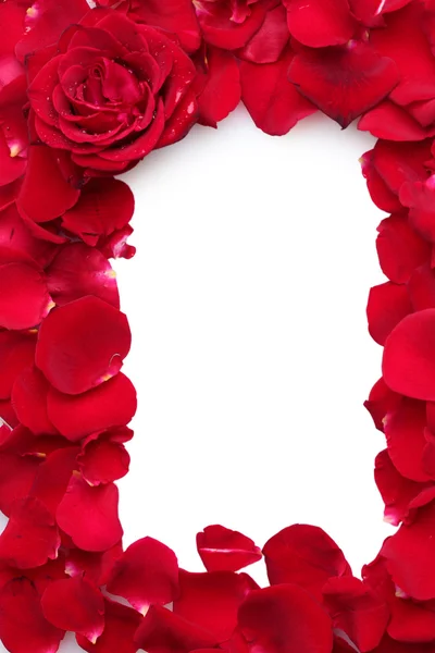 Красивые лепестки красных роз и роз изолированы на белом — стоковое фото
