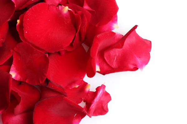 Bellissimi petali di rose rosse isolati su bianco — Foto Stock