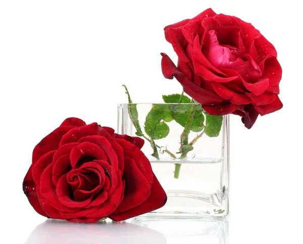 Linda rosa vermelha em vaso transparente isolado em branco — Fotografia de Stock