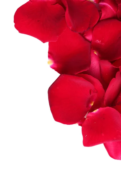 흰색으로 분리 된 아름다운 붉은 장미 꽃잎 — 스톡 사진