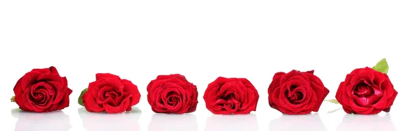 Lindas rosas vermelhas isoladas em branco — Fotografia de Stock