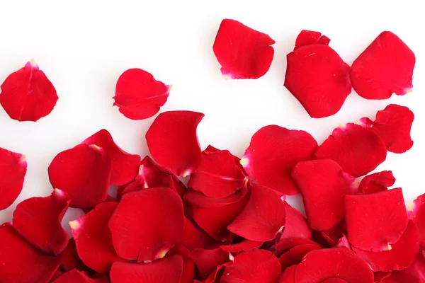 Hermosos pétalos de rosas rojas aisladas en blanco — Foto de Stock