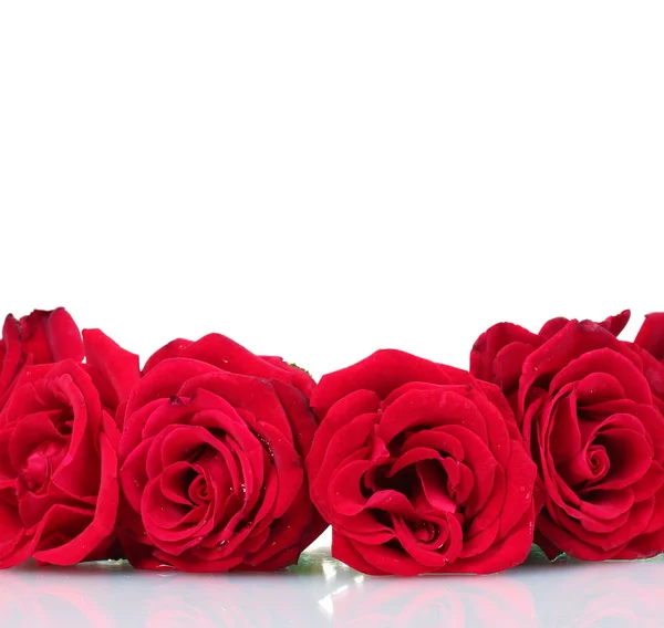 Красивые красные розы изолированы на белом — стоковое фото