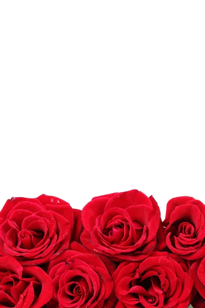 Hermosas rosas rojas aisladas en blanco — Foto de Stock