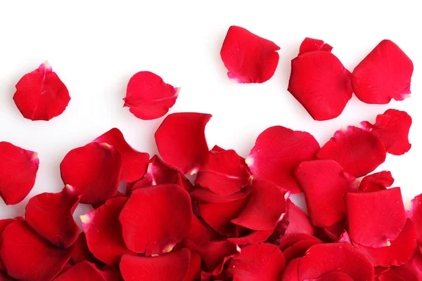 Belas pétalas de rosas vermelhas isoladas em branco — Fotografia de Stock