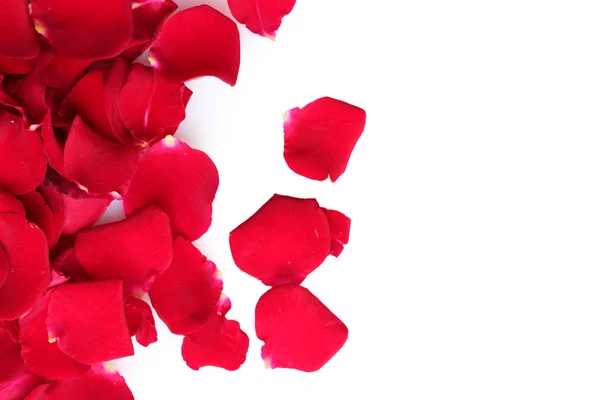 Красивые лепестки красных роз изолированы на белом — стоковое фото