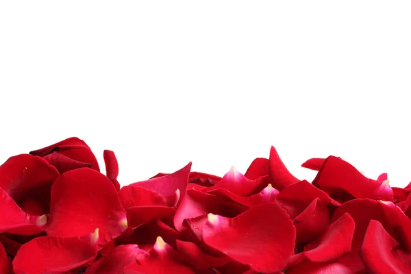 Beautiful petals of red roses isolated on white — Stock Photo, Image
