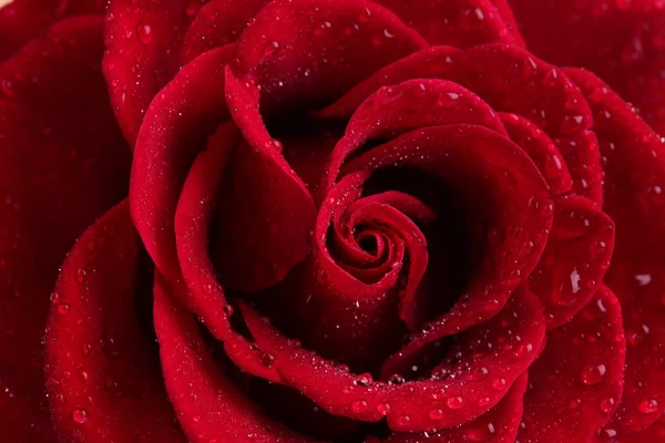 Beautiful red rose closeup — Stock Photo, Image