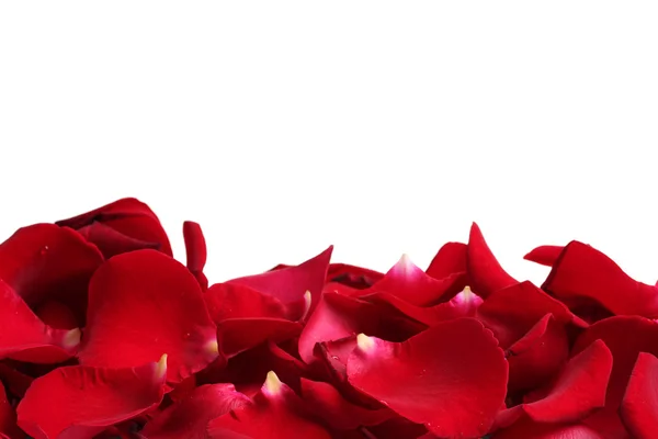 Красивые лепестки красных роз изолированы на белом — стоковое фото