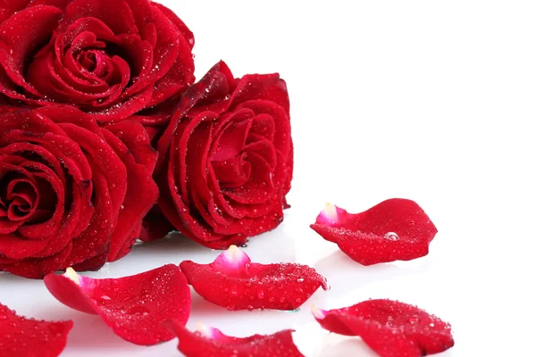 Drei schöne rote Rosen und Blütenblätter isoliert auf weiß — Stockfoto