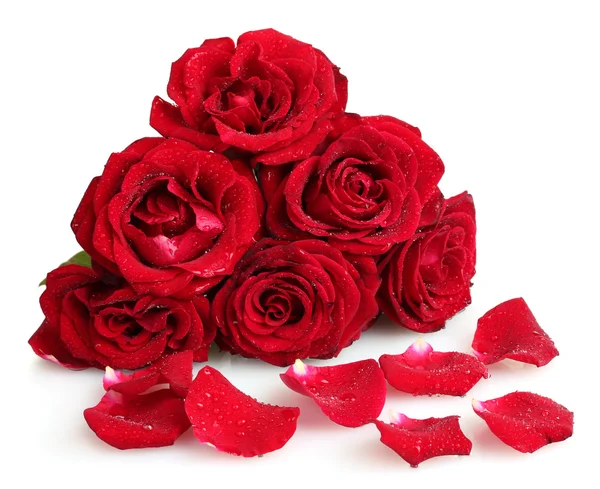 Vackra röda rosor och kronblad isolerad på vit — Stockfoto