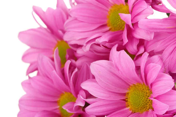 Mooie chrysant geïsoleerd op wit — Stockfoto