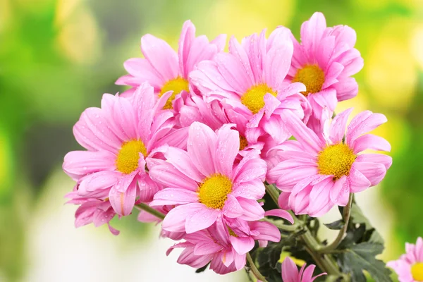 Beautiful pink chrysanthemum on green background — Stock Photo, Image