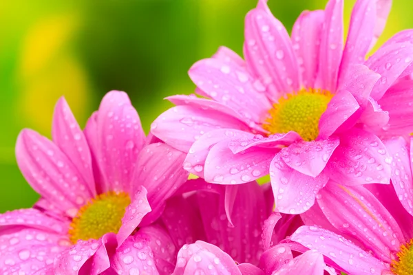 Beau chrysanthème rose sur fond vert — Photo