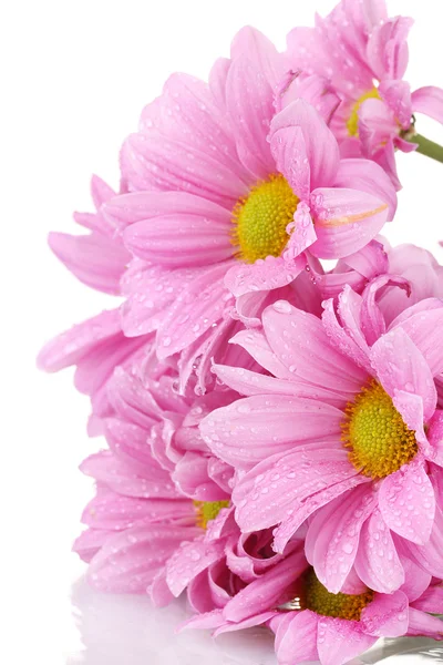 Beautiful chrysanthemum isolated on white — Stock Photo, Image