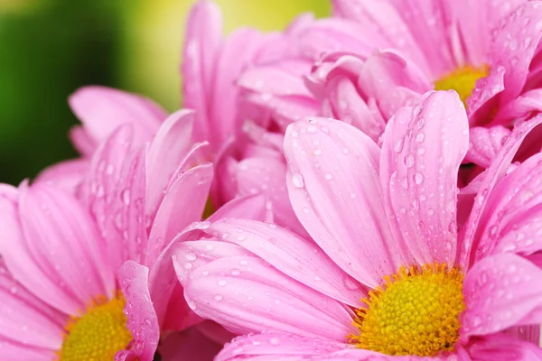 Beautiful pink chrysanthemum on green background — Stock Photo, Image