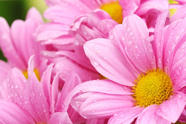 Piękny różowy chrysanthemum na zielonym tle — Zdjęcie stockowe