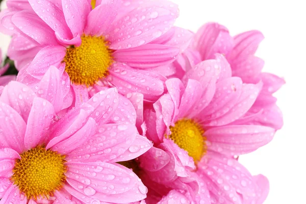 Krásné chryzantémy izolovaných na bílém — Stock fotografie