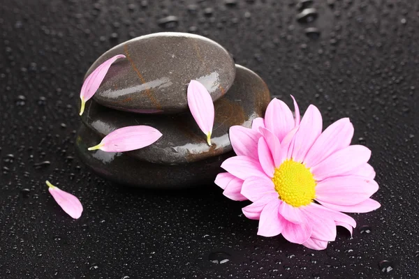 Pierres de spa avec gouttes d'eau et fleur rose sur fond noir — Photo