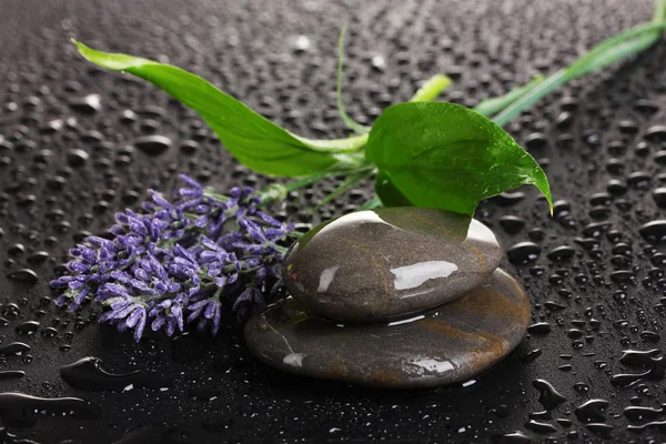 Piedras de spa con gotas de agua, lavanda y hojas sobre fondo negro — Foto de Stock