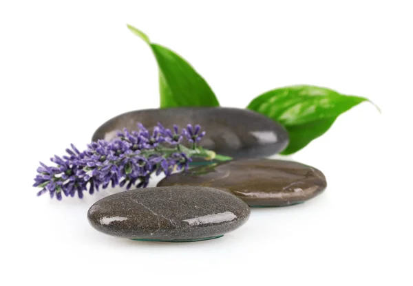 Wellness stones, lavendel en bladeren geïsoleerd op wit — Stockfoto