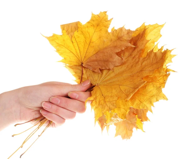 Dry maple autumn leaves in hand isolated on white — Stock Photo, Image