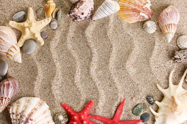 Beach with a lot of seashells and starfish — стоковое фото
