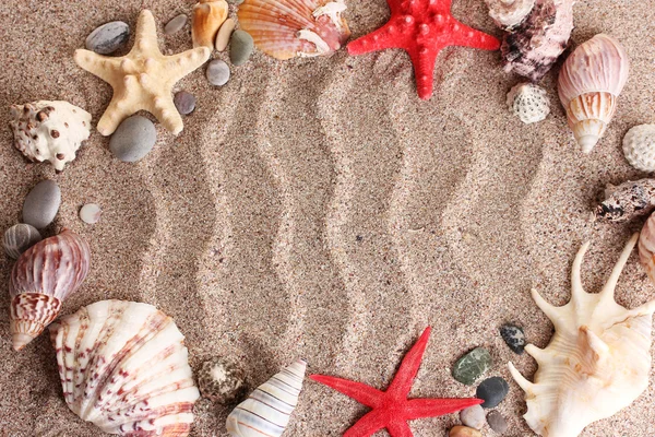 Beach with a lot of seashells and starfishes — Stock Photo, Image