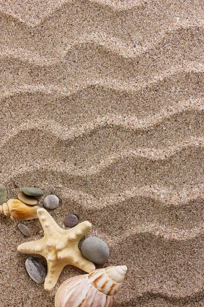 Stranden med en massa snäckor och sjöstjärnor — Stockfoto