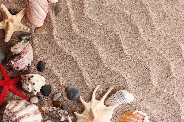 Pláž se spoustou mušle a starfishes — Stock fotografie