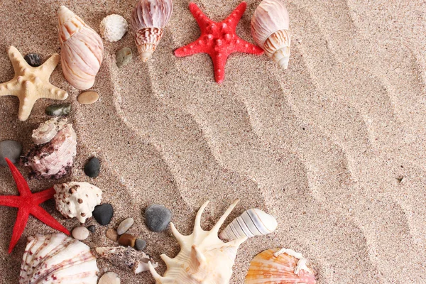 Praia com um monte de conchas e estrelas do mar — Fotografia de Stock