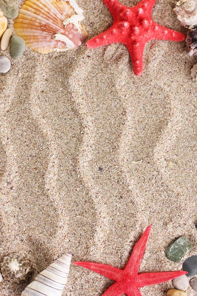 Beach with a lot of seashells and starfish — Stock Photo, Image
