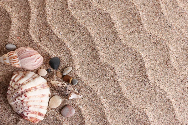 Strand mit vielen Muscheln im Hintergrund — Stockfoto
