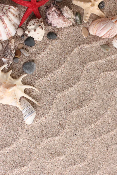 Praia com um monte de conchas e estrelas do mar — Fotografia de Stock