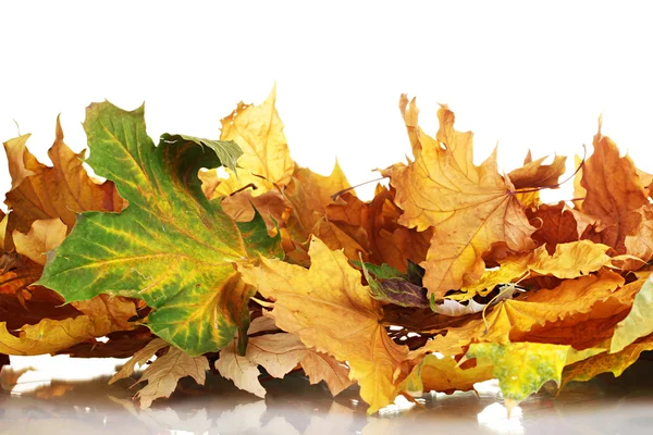 Hojas secas de arce de otoño aisladas en blanco — Foto de Stock