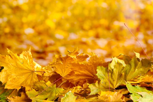 乾燥した秋のカエデの葉を黄色の背景に — ストック写真