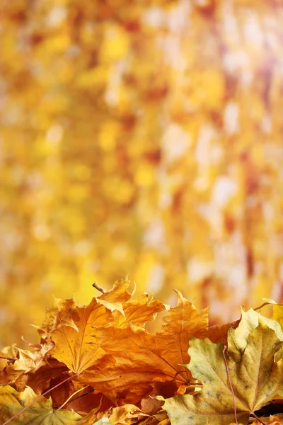 stock image Dry autumn maple leaves on yellow background